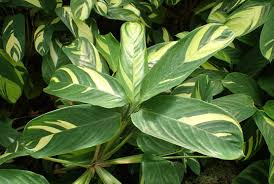 Image result for Ktenante Ctenanthe