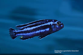 Image result for Cyanotis sp. aff. C. lapidosa