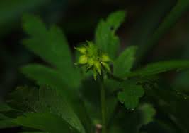 Image result for Disperis nemorosa