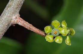 Image result for Salacia