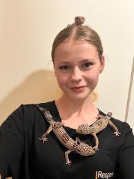 Female Mainland Chahoua Gecko For Sale