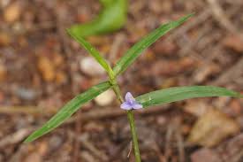 Image result for Cyanotis foecunda