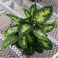 Dieffenbachia Amoena Buy It Now Houseplants Plants Plant Leaves