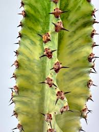 Image result for Euphorbia isacantha
