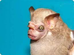 Pin On Ugly Animals