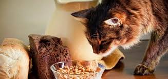 Do not use any flavorings or sweeteners. Can Cats Eat Granola Bars Catster