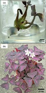 Bulbs are very large and multiply slowly., 7173 oxalis hirta v. A Development Of Micro Shoots Of Oxalis Triangularis From Synthetic Download Scientific Diagram