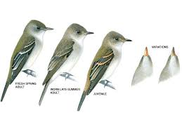 Eastern Wood Pewee National Geographic Eastern Animals Mother Nature