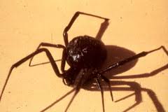 Black widow isn't just a spy with an ability to pull the trigger and change her identity. Black Widow Definition And Meaning