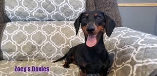 Health guarantee · good dog certified · transportation available Zoeys Doxies Dachshund Puppies For Sale
