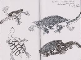 The hideturtle and showturtle commands hide or show the turtle, but do not affect its ability to leave ink as it. Turtles Leonieandrews