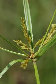 Image result for Cyperus costatus