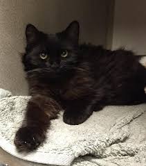 Adopt Winky On Petfinder Long Haired Cats Kitty Cats