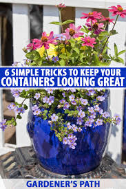 Look for varieties that open blossoms in a rainbow of hues. 6 Simple Tricks For Beautiful Garden Containers Gardener S Path