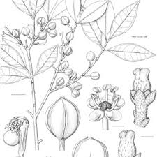 Image result for Picrodendraceae