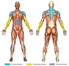 Whilst the upright row works well for some people, for others, it can be a painful exercise to perform. Upright Rows Cable Chunk Fitness