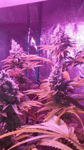 Phlizon newest 1200w led plant grow light. How Many Plants Have You Grown Under 1 X 300 Watt Led Rollitup