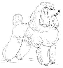 Your kids will increase their vocabulary by learning about different anima. Toy Poodle Coloring Pages Dog Coloring Pages Coloring Pages For Kids And Adults
