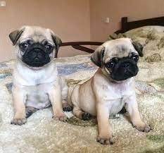Download and use 10,000+ pug puppies rescue bay area stock photos for free. Pug Puppies For Sale San Francisco Bay Area Ca 269075