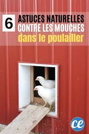 Il y a de l'électricité dans le poulailler environ 100 pieds de fil électrique. 6 Astuces Efficaces Pour Se Debarrasser Des Mouches Dans Le Poulailler
