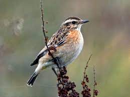 El identificador de aves de españa es un filtrador de especies que utiliza el sistema de clave dicotómica según diferentes características. Tarabilla Nortena Ebird