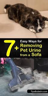 7 Easy Ways For Removing Pet Urine From A Sofa In 2020 Pet Urine Urinal Cleaning Pet Urine