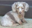 Strawberry Blonde Blonde Dachshund