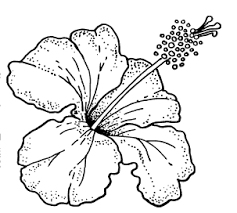 Hibiscus Flower Drawing Outline Google Search Dibujo De Hibisco Tutoriales De Dibujos De Flores Paginas Para Colorear De Flores