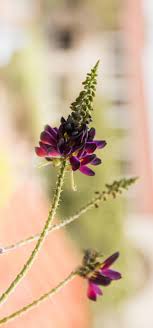 578 john kimbrough blvd, college station, tx 77845. College Station Hotel Vineyard Court Boutique Hotel