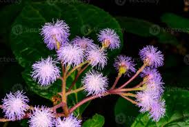 Image result for Bartlettina