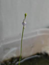 Image result for Utricularia benjaminiana