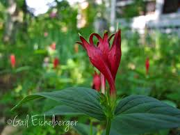 Image result for Spigelia