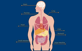 how much prices of our human body parts newscutzy