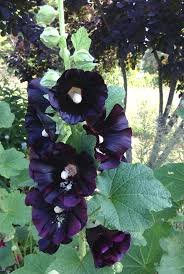 Before planting the black hollyhock, you must aware that all kind of hollyhocks is perennial flowers. Pin On Create