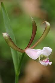 Image result for Paranecepsia alchorneifolia