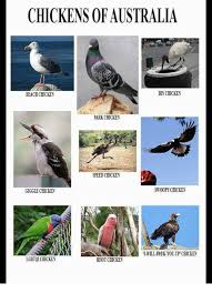 Australia Beach And Chicken Chickens Of Australia Beach Chicken Bin Chicken Park Chicken Speed Ch Australia Funny Really Funny Pictures Funny Aussie