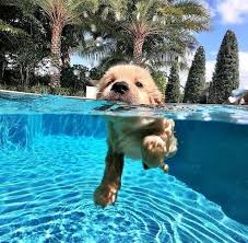 Cute Dogs And Puppies Baby Animals Pictures Cute Animal Photos