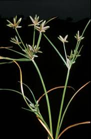 Image result for Cyperus hirtellus