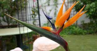Bird Of Paradise Flower Plant Birds Of Paradise Flower Birds Of Paradise Plant Paradise Plant