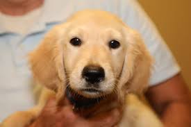 CHAMP Assistance Dogs Hooray for Howl-E-Woof