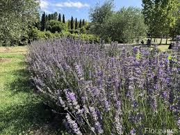 Lavender Flowers 28 Common Types Uses Grow And Pictures Florgeous