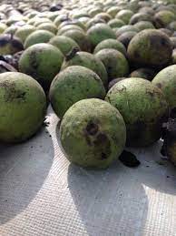 Black Walnut Harvesting Processing In 2020 Black Walnut Tree Black Walnuts Walnut Fruit