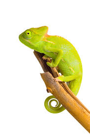 Não, são duas espécies animais completamente diferentes de diferentes partes do mundo. Escolha Um Bom Veterinario Para O Seu Dragao Barbudo Edenvet Centro Cirurgico