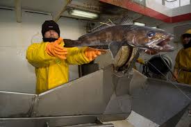 That Fish On Your Dinner Plate May Be An Endangered Species Oceana Report Says