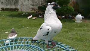 Konsumsi para burung ini sekitar 1 kg pakan sehari. Saat Ingin Membudidayakan Burung Merpati Pertama Kali Kita Wajib Memilih Tujuan Dari Kita Membudidayakannya Jika Hendak Membudidayaka Burung Merpati Pembalap