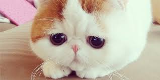 Milo was born in an apartment and grew up there. Snoopybabe The Shmushy Face Cat Takes The Internet By A Storm My All World