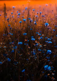 #farm cats #on the farm #cute cats #blue flowers #cottagecore. 100 000 Best Blue Flowers Photos 100 Free Download Pexels Stock Photos
