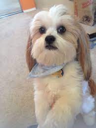 Can You Say Stuffed Animal Cute Animals Lhasa Apso Animals