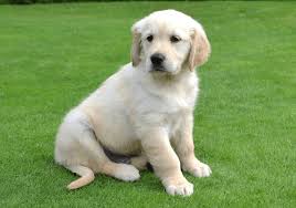 Check spelling or type a new query. Golden Retriever Puppies In Dubai Pure Breed Pups Pet Mania Dubai