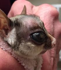 Diseases And Syndromes Of Sugar Gliders Exotic And Laboratory Animals Merck Veterinary Manual
